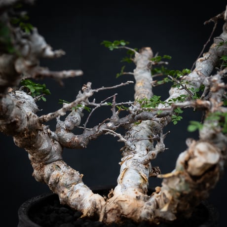 【Premium Line】 Commiphora sp. somalia " Eyl " / コミフォラ エイル 【発根済】 + 【小野瀬 一】