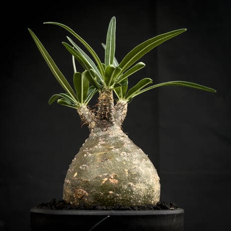Pachypodium rosulatum var. gracilius / パキポディウム グラキリス 【微発根】