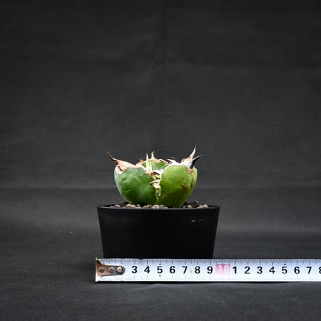 Agave titanota ' Whate Whale ' / アガベ チタノタ '白鯨 '   【発根済】