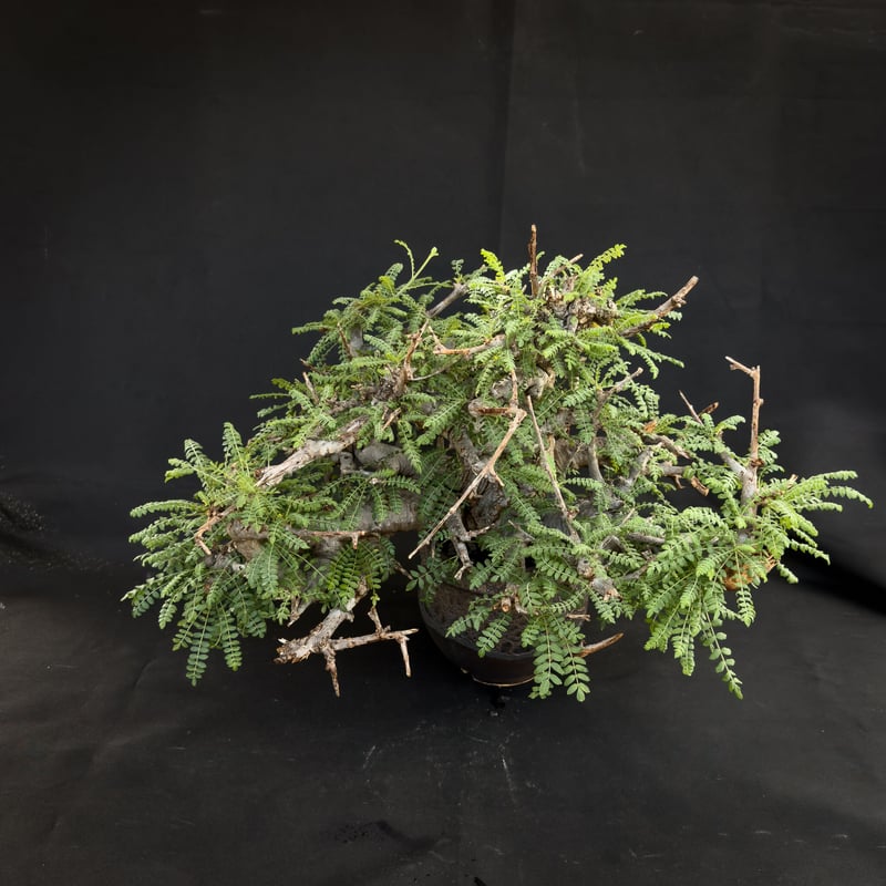 Premium Line】Boswellia neglecta / ボスウェリア ネグレクタ