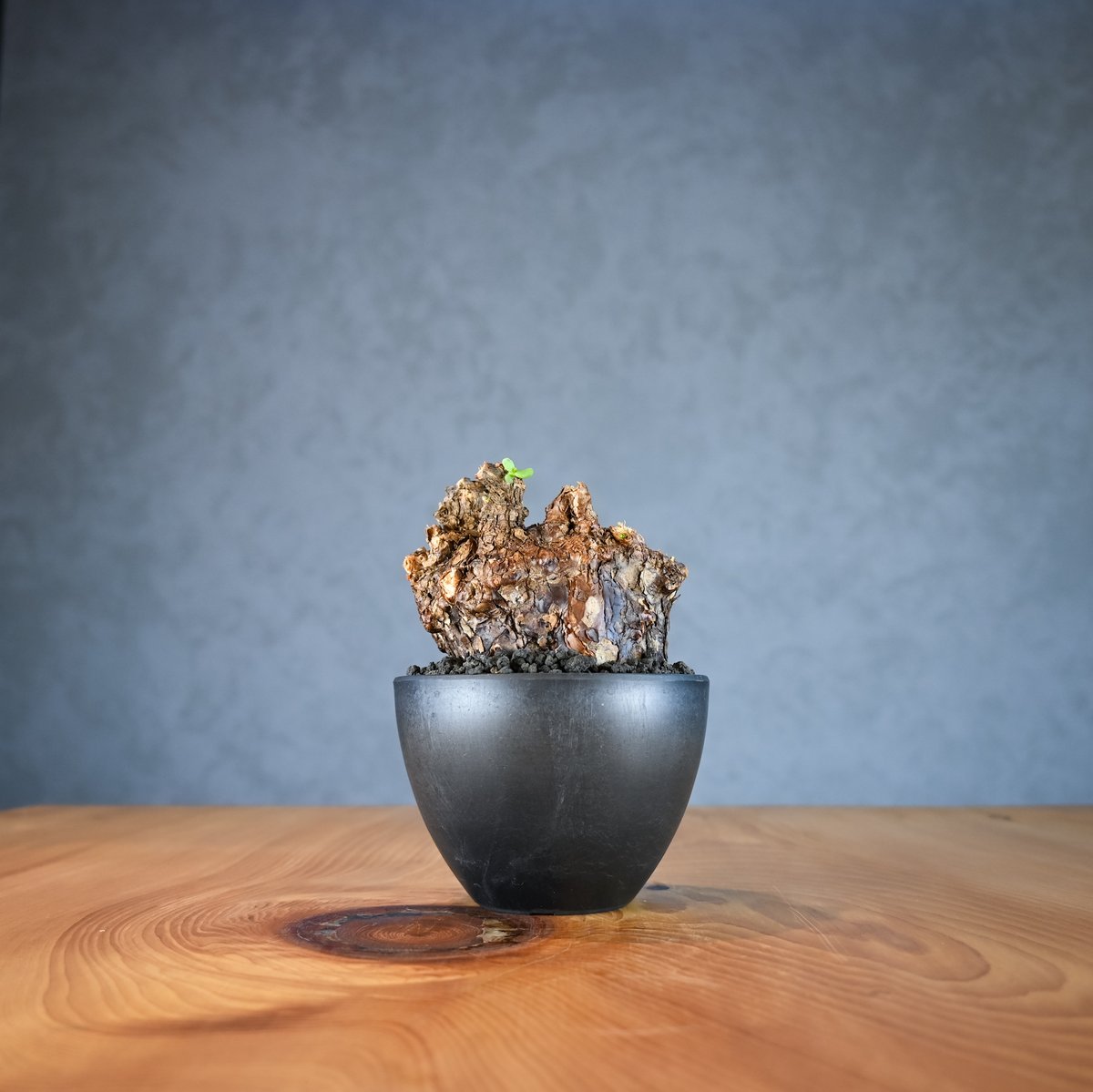 Ceraria pygmaea / ケラリア ピグマエア 【微発根】 | GREEN MONS