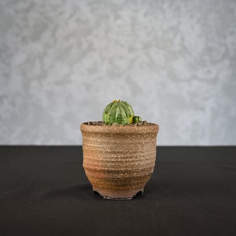 Euphorbia obesa hyb ’ Bonten ’ f. monstrosa  / ユーフォルビア オベサ 梵天 石化 【実生】 + 信楽焼