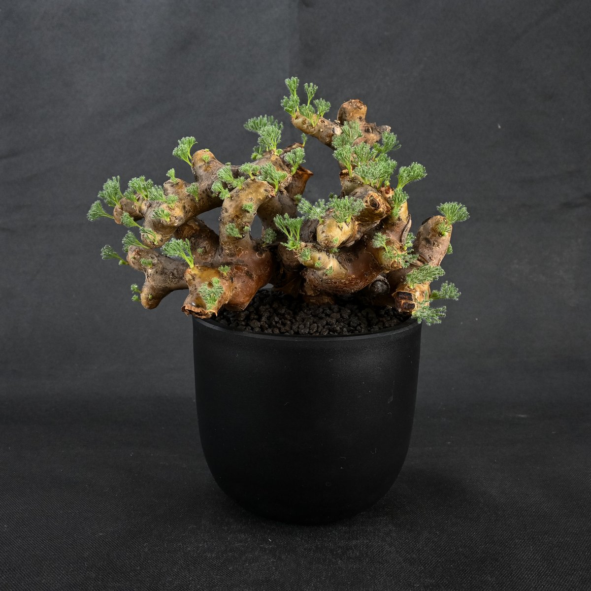 写真大好き　モンソニア・ムルチフィズム　ケラリア・ピグマエア③ 写真大好き モンソニア・ムルチフィズム ケラリア・ピグマエア③ 写真