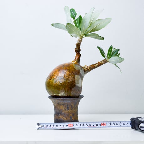 【PL】Pachypodium rosulatum var. gracilius / パキポディウム グラキリウス + 信楽焼 (微発根)