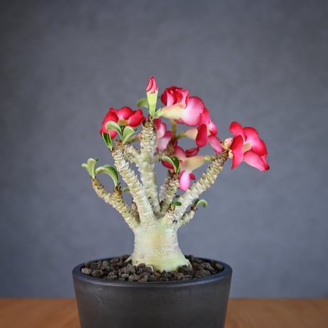 Adenium ' Medusa ' / アデニウム メデューサ 獅子葉 【発根済】