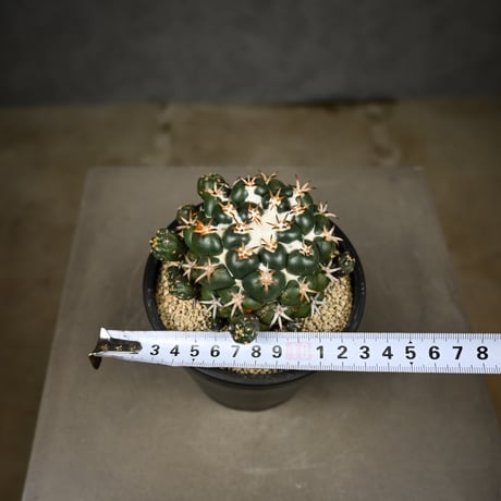 Coryphantha elephantidens / コリファンタ 短刺象牙丸 仔吹き