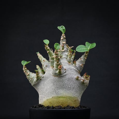 Adenium arabicum super dwarf / アデニウム アラビカム スーパードワーフ【微発根】