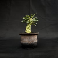Dorstenia lavrani / ドルステニア ラブラニー 【微発根】 + 信楽焼
