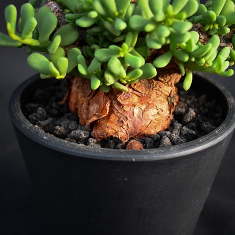 Ceraria pygmaea / ケラリア ピグマエア 【発根済】【雌雄未判別】