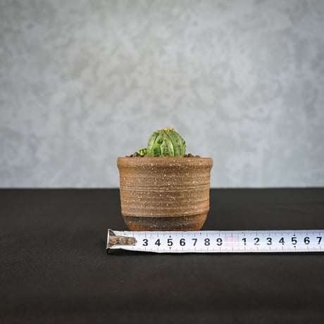 Euphorbia obesa hyb ’ Bonten ’ f. monstrosa  / ユーフォルビア オベサ 梵天 石化 【実生】 + 信楽焼