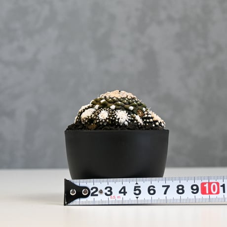 Copiapoa tenuissima / コピアポア テヌイシマ 【実生】