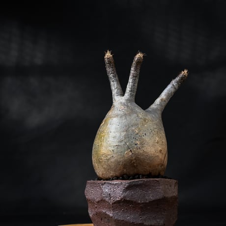 Pachypodium rosulatum var. gracilius / パキポディウム グラキリス 【微発根】