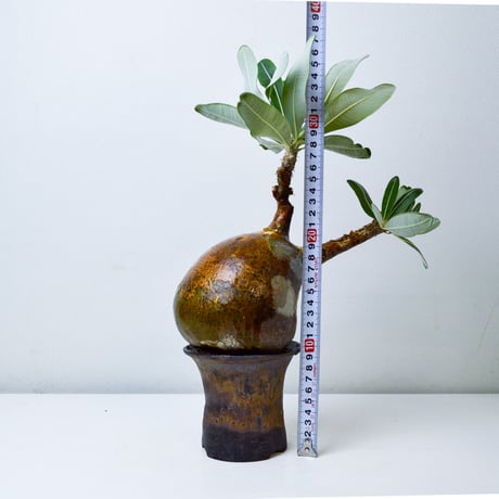 【PL】Pachypodium rosulatum var. gracilius / パキポディウム グラキリウス + 信楽焼 (微発根)
