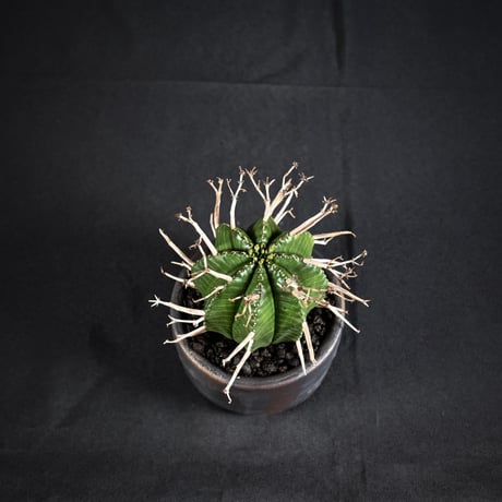 Euphorbia meloformis spp. Super Valida / ユーフォルビア スーパーバリダ 【雌株】【高木実生】 + 信楽焼