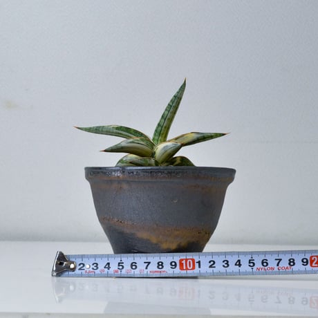 【PL】Sansevieria lav. 1970 Blue Clone variegated / サンセベリア ラブラノス 1970 ブルークローン 斑入り + 信楽焼 (発根済) (サンスベリア)