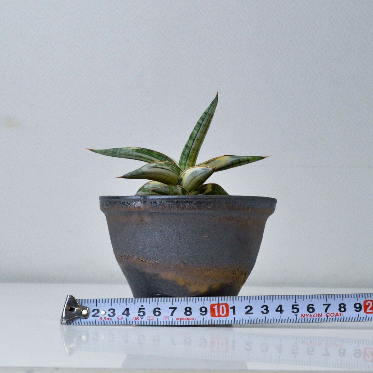 サンスベリア ブルークローン ラブラノス1970 斑入り 【PL