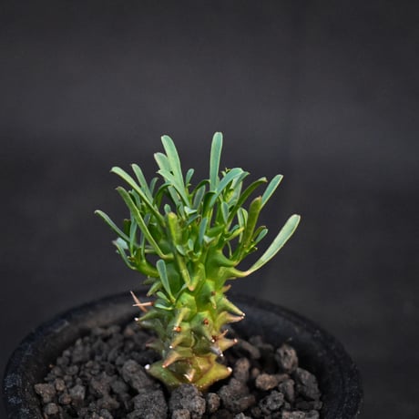 Euphorbia schoenlandii / ユーフォルビア スコエランディ 闘牛角【実生】