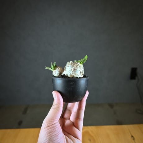Pachypodium ' Densicaule ' / パキポディウム デンシカウレ 恵比寿大黒 (恵比須大黒)【実生】