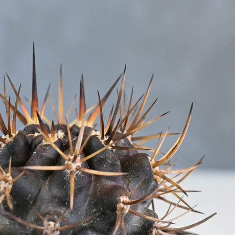 Pyrrhocactus sp. Cuesta Las Cardas / ピロカクタス (エリオシケ) クエスタ ラス カルダス 【実生】