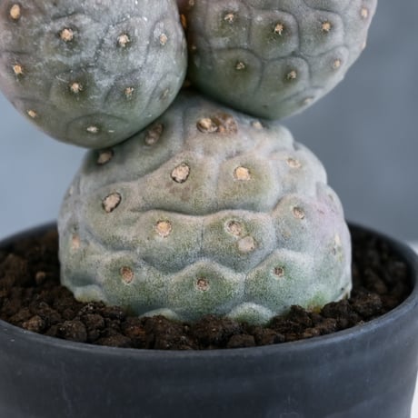 Tephrocactus geometricus / テフロカクタス ゲオメトリクス 大玉 【自根】