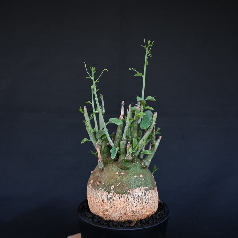 巨大株　美株　アデニア　スピノーサ　発根済み Adenia spinosa / アデニア スピノーサ 【発根済】 | GREEN MONSTERS