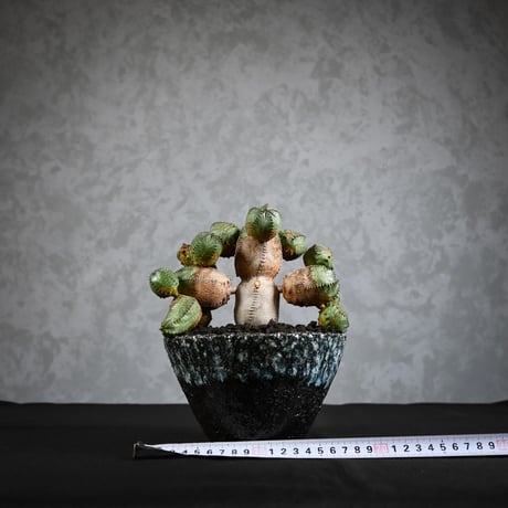 Euphorbia obesa hyb ( obesa x pseudoglobosa )/ ユーフォルビア オベサ ハイブリッド (オベサ x プセウドグロボーサ) 【実生】 + 信楽焼