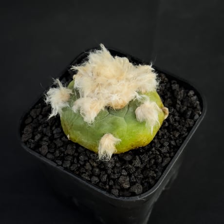 Lophophora diffusa / ロフォフォラ ディフューサ 翠冠玉 【実生】