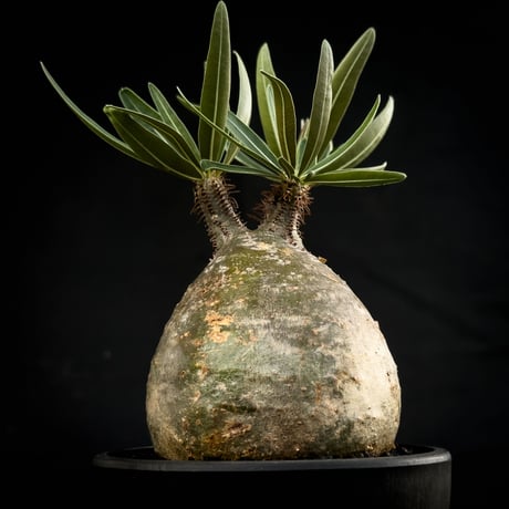 Pachypodium rosulatum var. gracilius / パキポディウム グラキリス 【微発根】