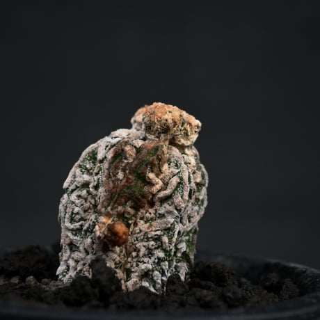 Astrophytum myriostigma f. monstrosa / アストロフィツム 子吹き鸞鳳玉 石化 (モンストローサ) (ランポー)【カキ仔】【自根】