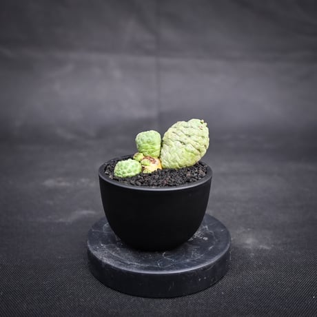 Larryleachia cactiformis / ラリレアキア カクティフォルメ 仏頭玉【発根済】