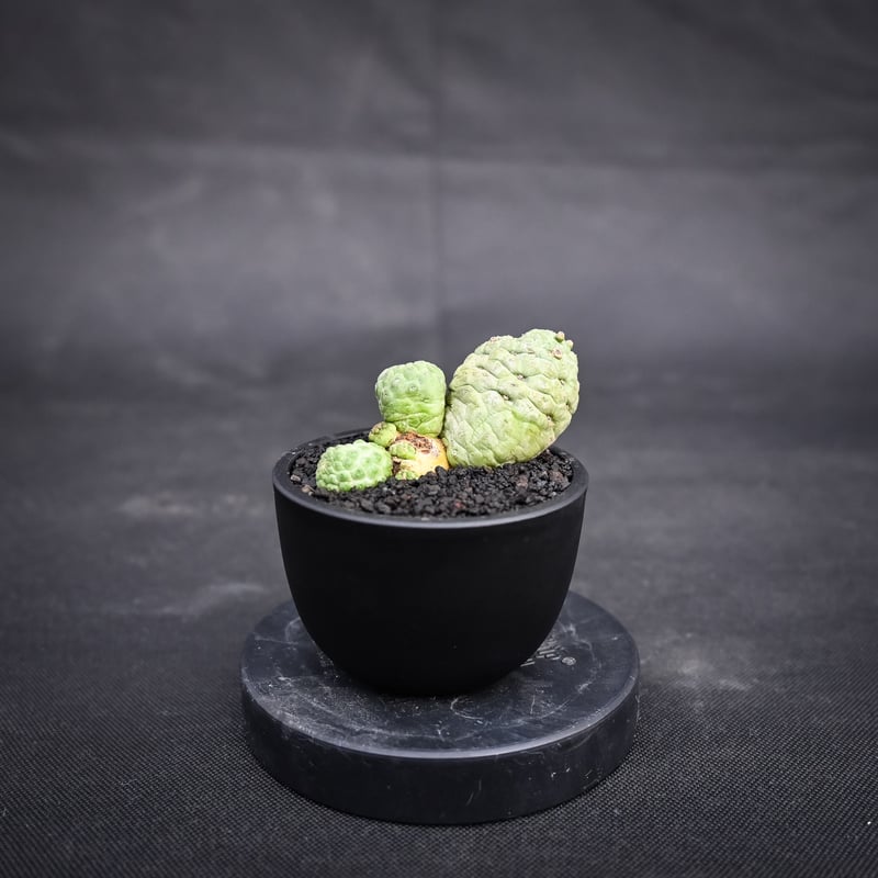 Larryleachia cactiformis / ラリレアキア カクティフォルメ 仏