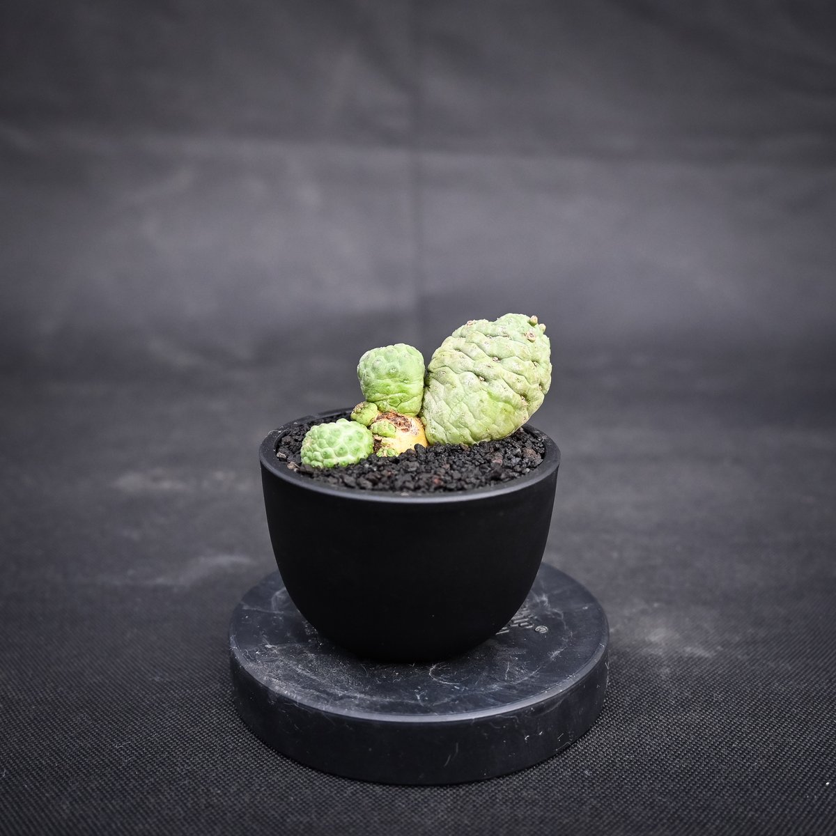 仏頭玉　ダブルヘッド Larryleachia cactiformis / ラリレアキア カクティフォルメ 仏