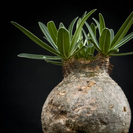 Pachypodium rosulatum var. gracilius / パキポディウム グラキリス 【微発根】