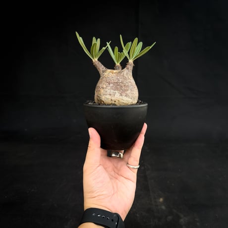 Pachypodium rosulatum var. gracilius / パキポディウム グラキリス 【微発根】