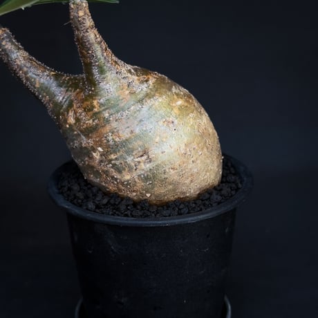 Pachypodium rosulatum var. gracilius / パキポディウム グラキリス 【発根済】