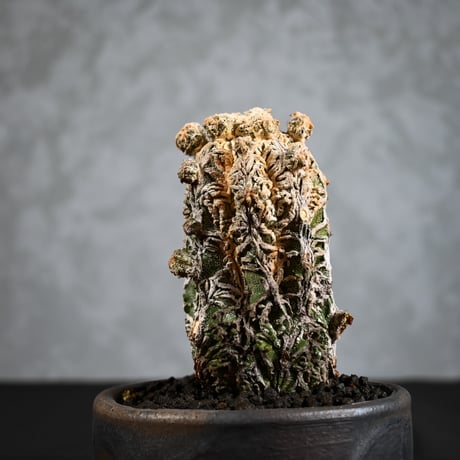 Astrophytum myriostigma f. monstrosa / アストロフィツム 子吹き鸞鳳玉 石化 (モンストローサ) (ランポー)【実生】 + 信楽焼