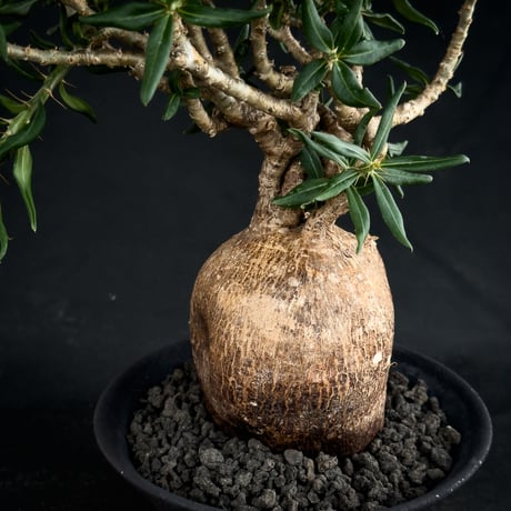 【Premium Line】Pachypodium bispinosum / パキポディウム  ビスピノーサム 【微発根】+ 黒鉄【KUROGANE】