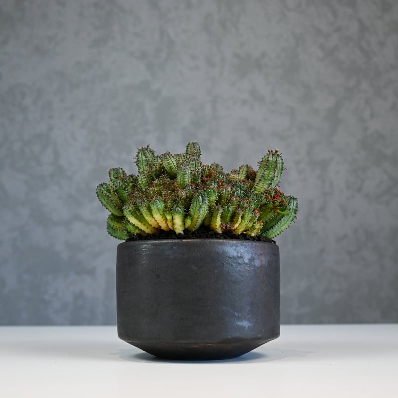 ☆良質☆ユーフォルビア　horrida f. crestata Euphorbia horrida f. crestata - Giromagi Cactus and Succulents