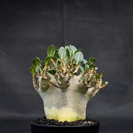 Adenium arabicum super dwarf / アデニウム アラビカム スーパードワーフ【微発根】