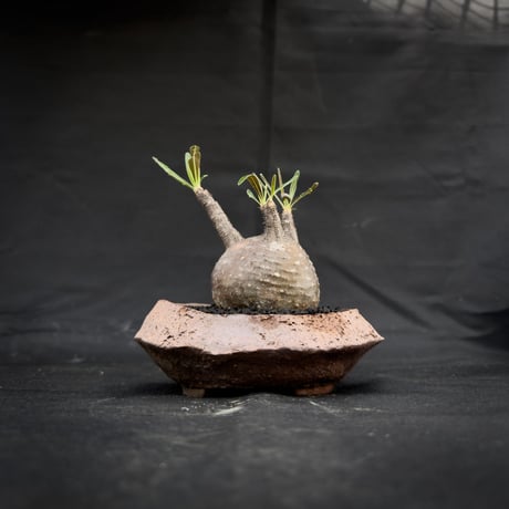 【Premium Line】 Pachypodium rosulatum var. gracilius / パキポディウム グラキリス 【微発根】+ 信楽焼