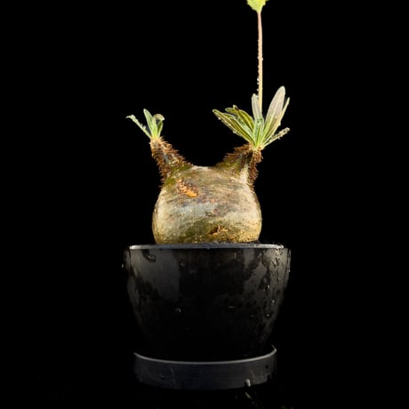 【選抜】 Pachypodium rosulatum var. gracilius / パキポディウム グラキリス 【微発根】