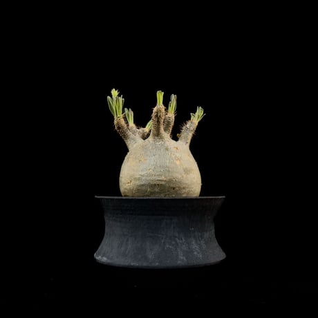 【Premium Line】 Pachypodium rosulatum var. gracilius / パキポディウム グラキリス 【微発根】+ 黒鉄【KUROGANE】