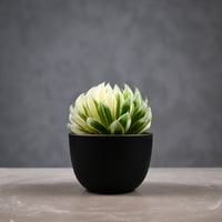 Haworthia cooperi 'Hanakocho' / ハオルチア オブツーサ 錦 花胡蝶