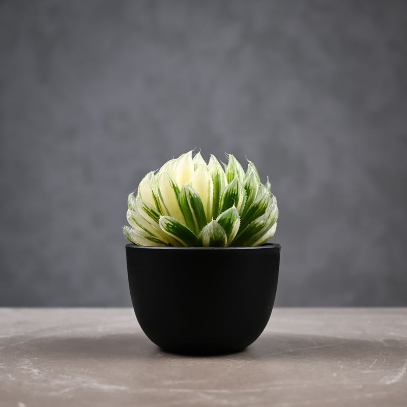 Haworthia cooperi 'Hanakocho' / ハオルチア オブツーサ 錦 花