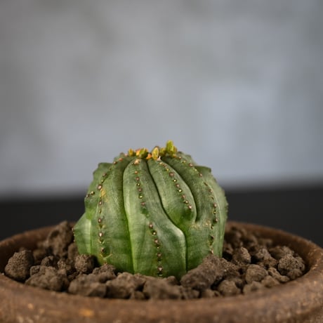 Euphorbia obesa hyb ’ Bonten ’ f. monstrosa  / ユーフォルビア オベサ 梵天 石化 【実生】 + 信楽焼