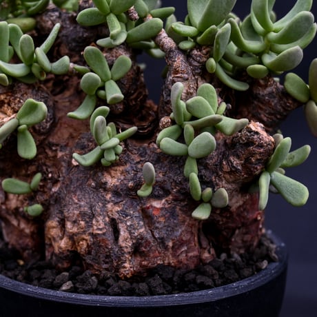 Ceraria pygmaea / ケラリア ピグマエア 【発根済】 [雌雄未判別]