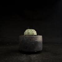 【Premium Line】Copiapoa cinerea / コピアポア シネレア 黒王丸 【実生】+ 万山鉢