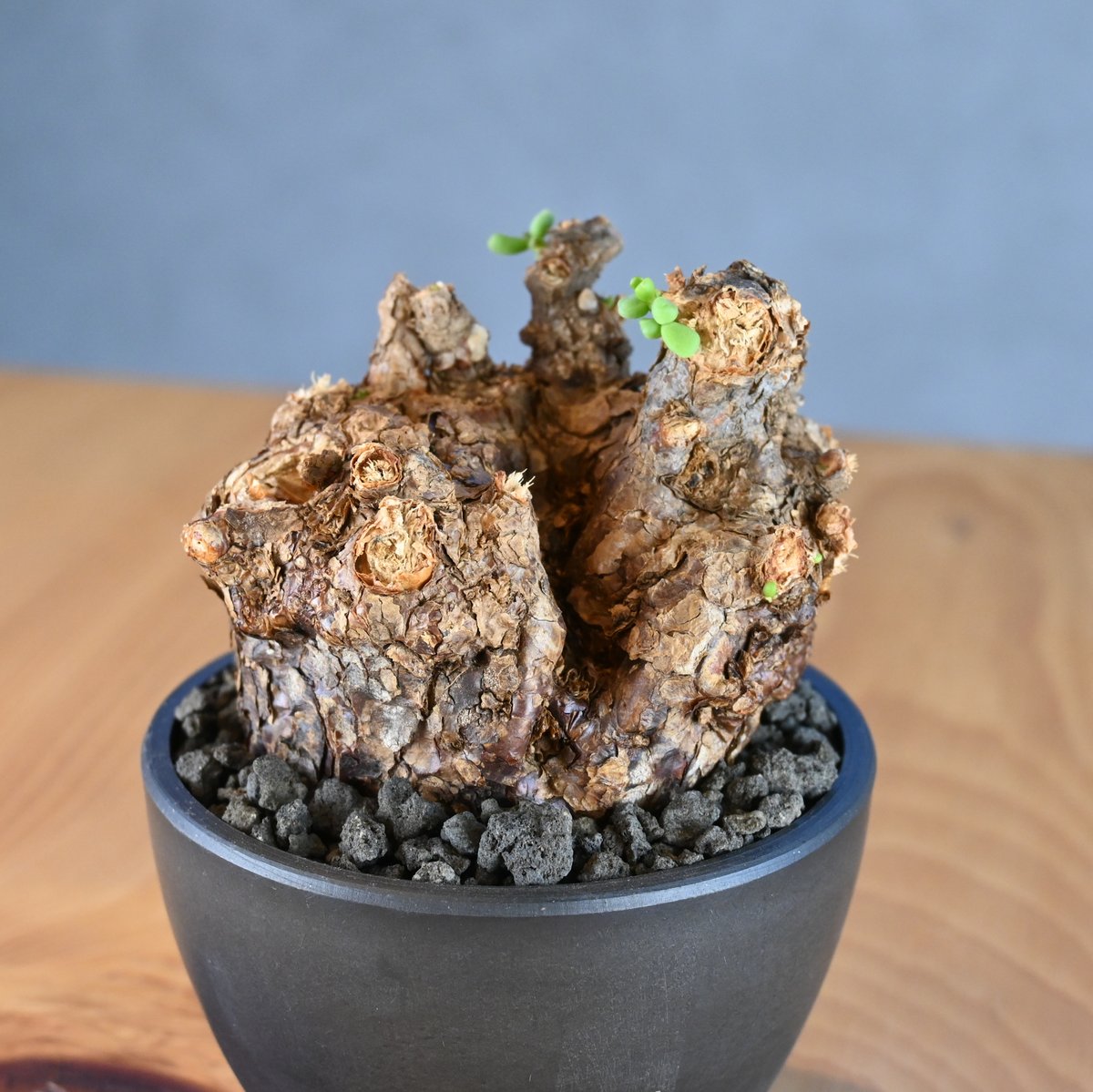 Ceraria pygmaea×N/OH　ケラリア ピグマエア　コレクション株 Ceraria pygmaea×N/OH ケラリア ピグマエア 発根済み ケラリア