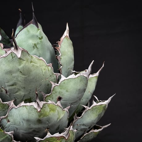 【XLサイズ】 Agave titanota ' Black and Blue ' / アガベ チタノタ ブラックアンドブルー (ブルーボール) (ベアルート)