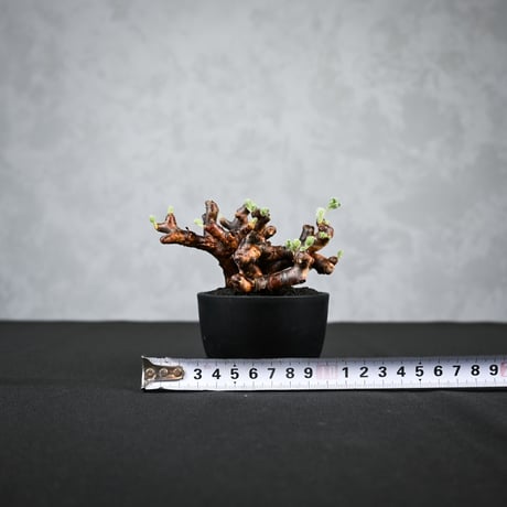 Pelargonium mirabile / ペラルゴニウム ミラビレ 【枝挿】(2本挿)【微発根】